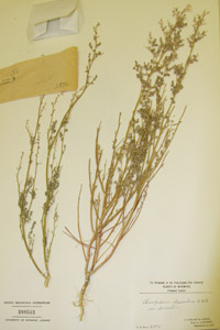 Herbarium Sheet of 